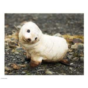  Pivot Publishing   B PPBPVP0683 Baby Fur Seal, South 