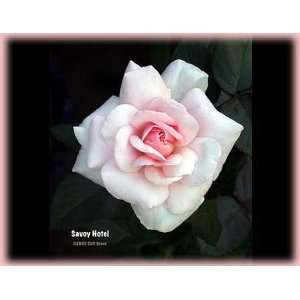  Savoy Hotel (Rosa Hybrid Tea)   Bare Root Rose: Patio 