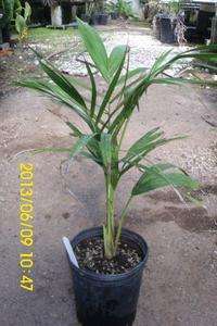 Heterospathe intermedia Live Red Emerging Leaf Palm Tree 1 Gal  