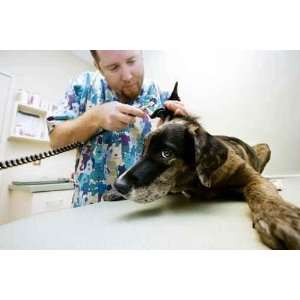  Veterinary Technician Looks into a Dogs Ear with a Scope 