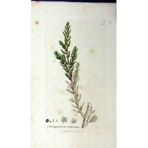  1799 Sowerby Botanical Print Chenopodium Fruticosum: Home 