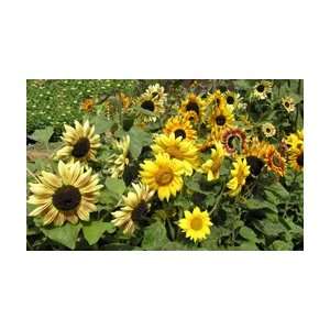  Renees Garden Sunflower Seeds Patio, Lawn & Garden