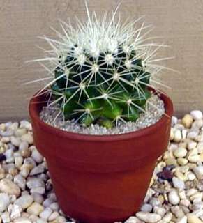 Golden Barrel Cactus   Echinocactus grusonii   2.5 Pot  