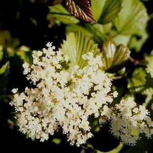  VIBURNUM RED FEATHER  ARROWWOOD / 1 gallon Potted: Patio 