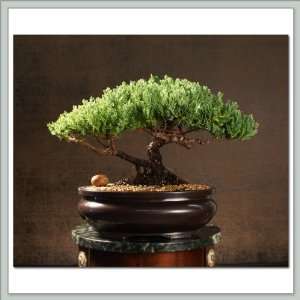 Bonsai Tree Juniper II Grocery & Gourmet Food