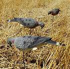 EDGE BY EXPEDITE FOURPACK O FEE​DERS DOVE DECOYS 4 NEW