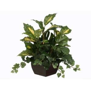com 15 Aucuba/Split Philodendron/ Ivy in Square Wood Container Green 