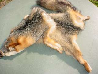 Grey fox pelt tanned/dressed wild fur taxidermy/furs  