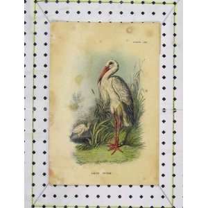    C1850 Colour Print White Stork Wild Bird Nature: Home & Kitchen