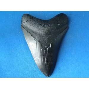  Black Megalodon Tooth Fossil Jaw 5 