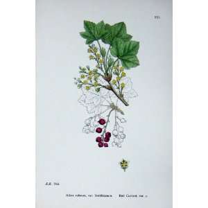  Botany Plants C1902 Red Currant Ribes Rubrum Friut: Home 