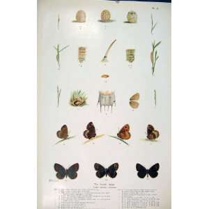 Scotch Argus Butterfly Moth Larva Shell Antique Print 