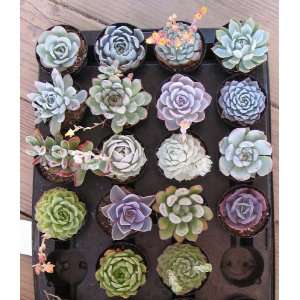  Echevaria Succulent Collection: Patio, Lawn & Garden