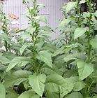 Chobies Australian Burley Tobacco Seeds. 1000+ pk