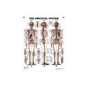  Peter Bachin Anatomical Systems Chart Set: Everything Else