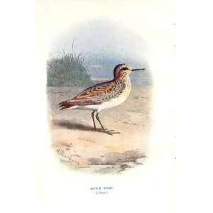  Little Stint By A Thorburn Wild Birds Print 1903