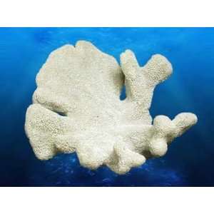   Top Quality Db Coral Replica   Cats Paw Coral 10x9x5.5 Pet Supplies
