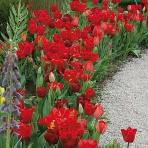  Endless Spring Red Tulip Bulbs Patio, Lawn & Garden