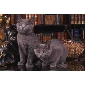  Chatons Chartreux Dans Une Attitude Rare   Peel and Stick 