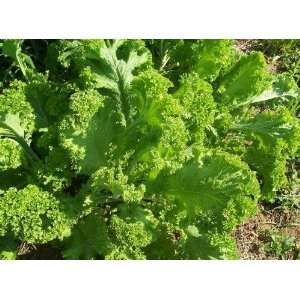    Southern Giant Curled Mustard   100 Seeds Patio, Lawn & Garden