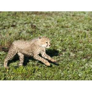  Cheetah Cub Running in a Forest, Ndutu, Ngorongoro 
