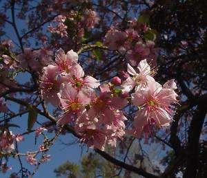 Prunus Puddum 20 Seeds ~ Wild Himalayan Cherry Tree  