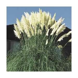  White Pampas Grass