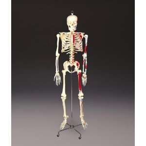  Classroom Education Skeleton Model Painted Numbered 
