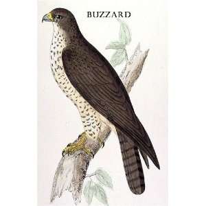  Birds Buzzard Sheet of 21 Personalised Glossy Stickers or 