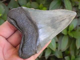   Fossilized Megalodon Sharks Tooth SCARY MEGALODON TOOTH   