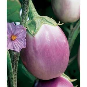  Eggplant, Purple Blush Hyb 1 Pkt. (30 Seeds) Patio, Lawn 