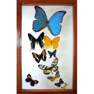  Morpho Rey Mounted Butterfly Art Home Decor: Everything 