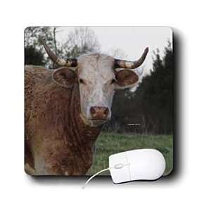   Wildlife animals   Cow face up close   Mouse Pads Electronics