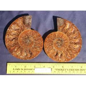  Cut in half and polished Ammonite Fossil (Madagascar) , 0 