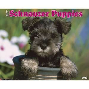  Schnauzer Puppies 2013 Wall Calendar: Office Products