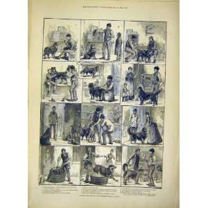    Dog Tale Tail Story Animal Dadd Old Print 1888