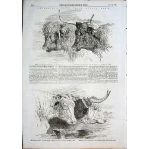  Smithfield Cattle Scotch Devons Short Horns Herefords 