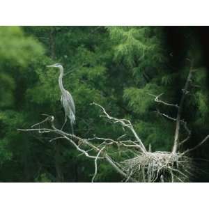  A Great Blue Heron Perches on a Branch Next to Its Nest 