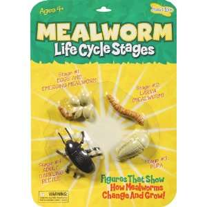  9 Pack INSECT LORE MEALWORM LIFE CYCLE STAGES Everything 