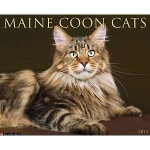  Maine Coon Cats 2013 Wall Calendar: Office Products