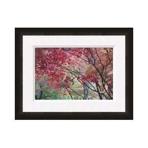  Lithia Park Fall Color I Framed Giclee Print