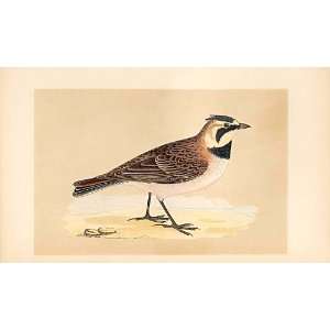  Shore Lark British Birds 1St Ed Morris 1851