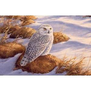 Rosemary Millette   Stony Lookout   Snowy Owl 