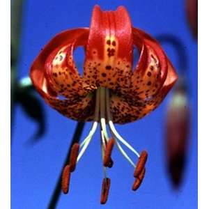  Pardelinum Leopard Lily   1 Bulb Patio, Lawn & Garden