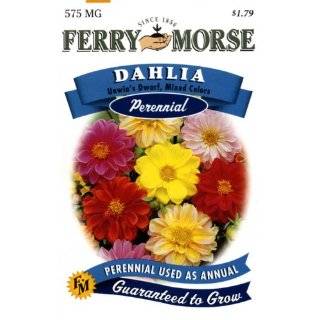 Ferry Morse 1042 Dahlia Perennial Flower Seeds, Unwins Dwarf Mixed 