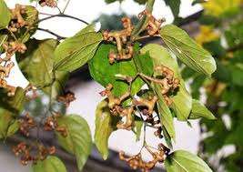 JAPANESE RAISIN TREE (hovenia dulcis) NATIVE X 30 Seeds  