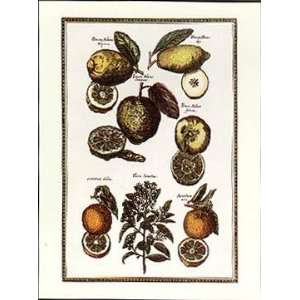  Exotic Fruits I Poster Print: Home & Kitchen