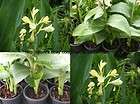 bulbs canna lily yellow green $ 7 99 see suggestions