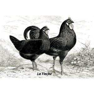  Fleche (Chickens) by Unknown 18x12