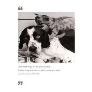  Cat And Dog Friendship Card 